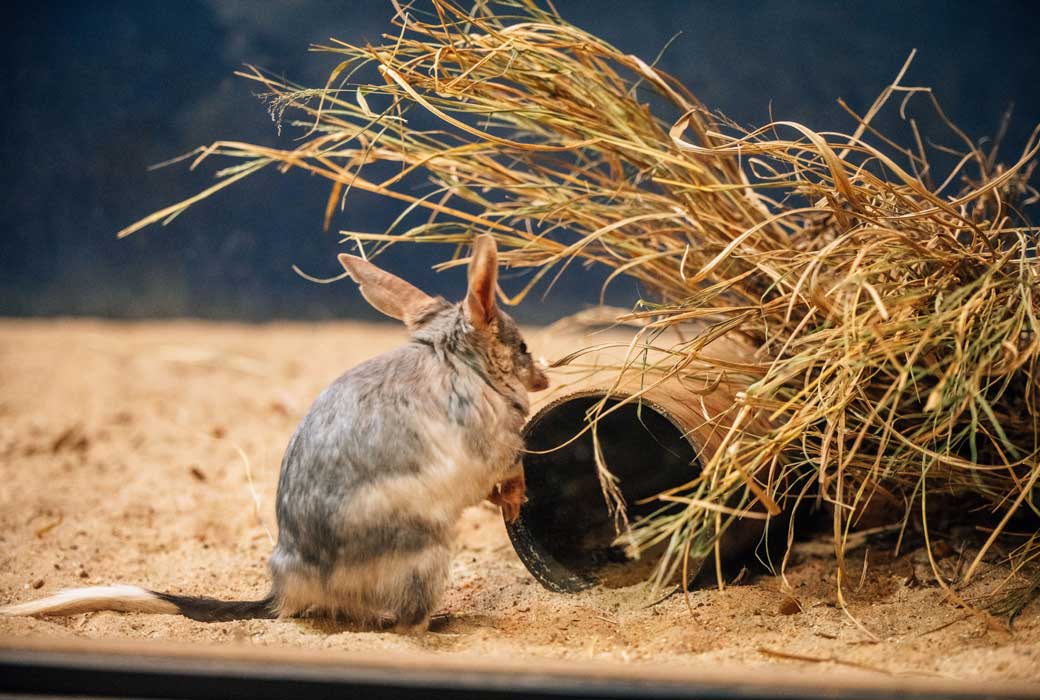 The Bilby Experience at Charleville Visitor Information Centre