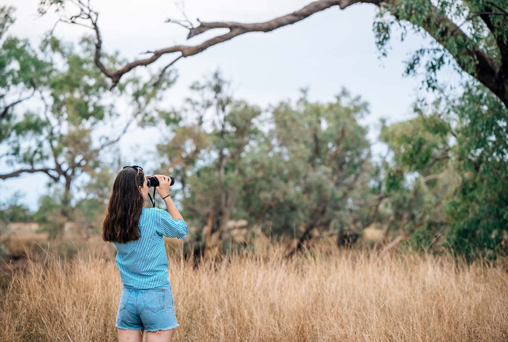 Bird watching in Charleville
