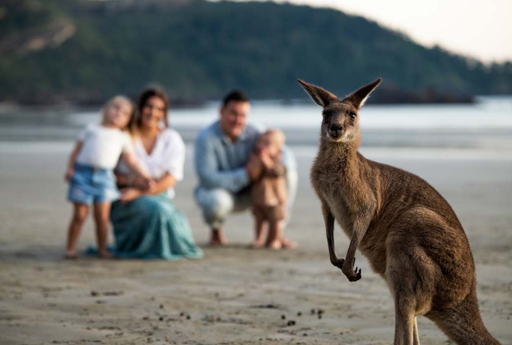Kangaroo on the beach at Cape Hillsborough
