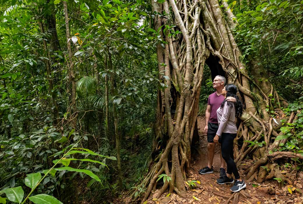Bush walking in Eungella National Park