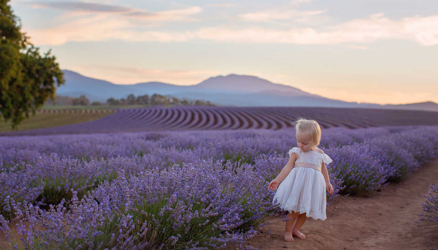 lavender fields