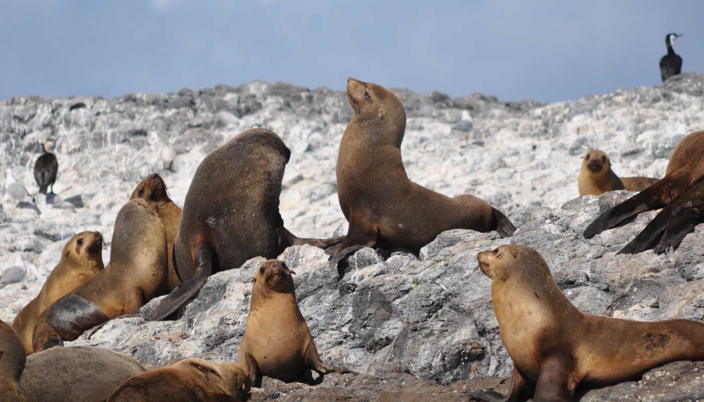 seals