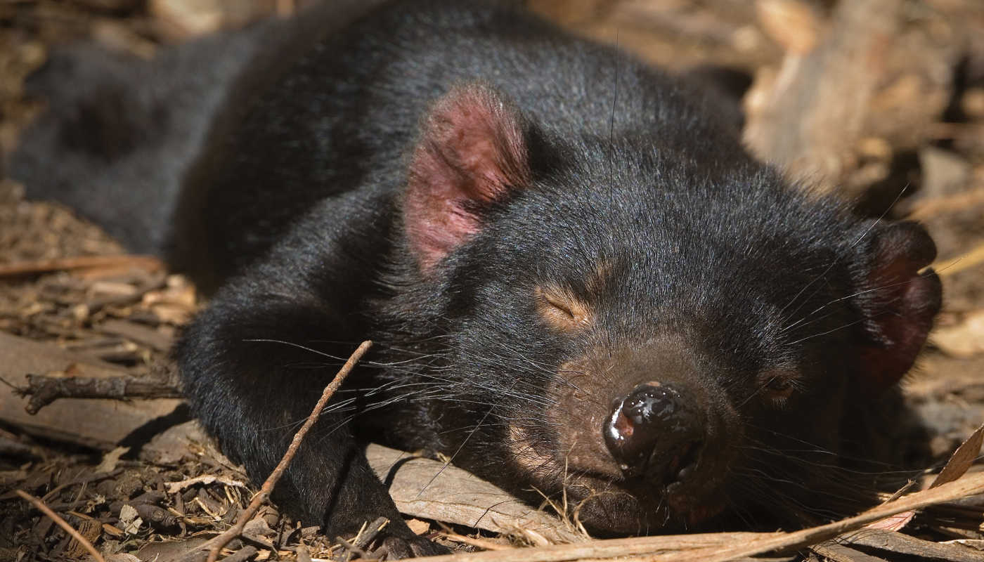 Tasmanian devil