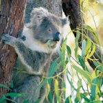 Koala in the Yanchep National Park Perth, Western Australia