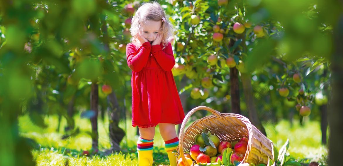 Apple Orchard