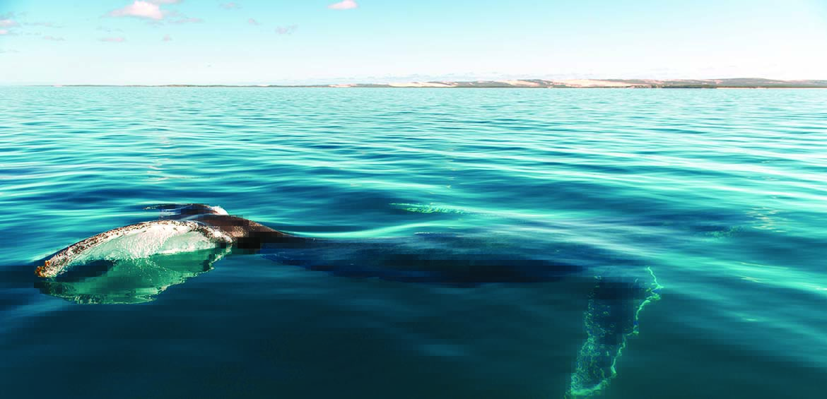 Humpback whale &copy; Tourism Western Australia