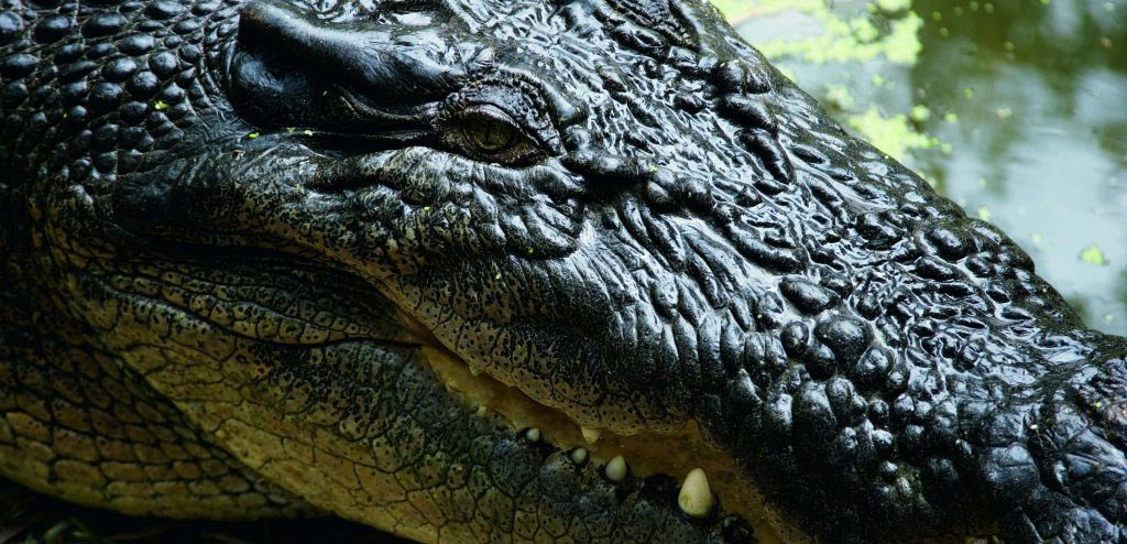 Hartley's Creek Crocodile Farm