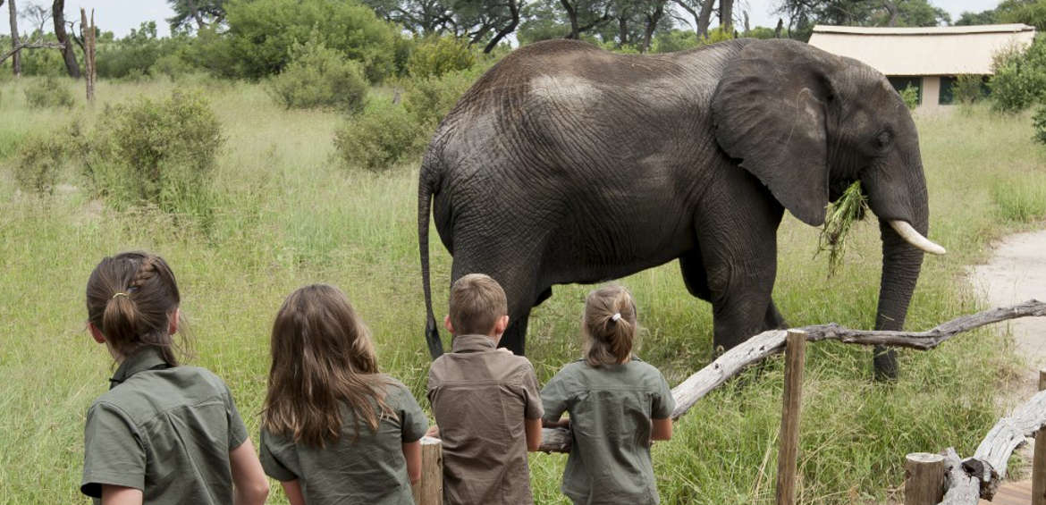 Elephant, Africa, Safari, Family
