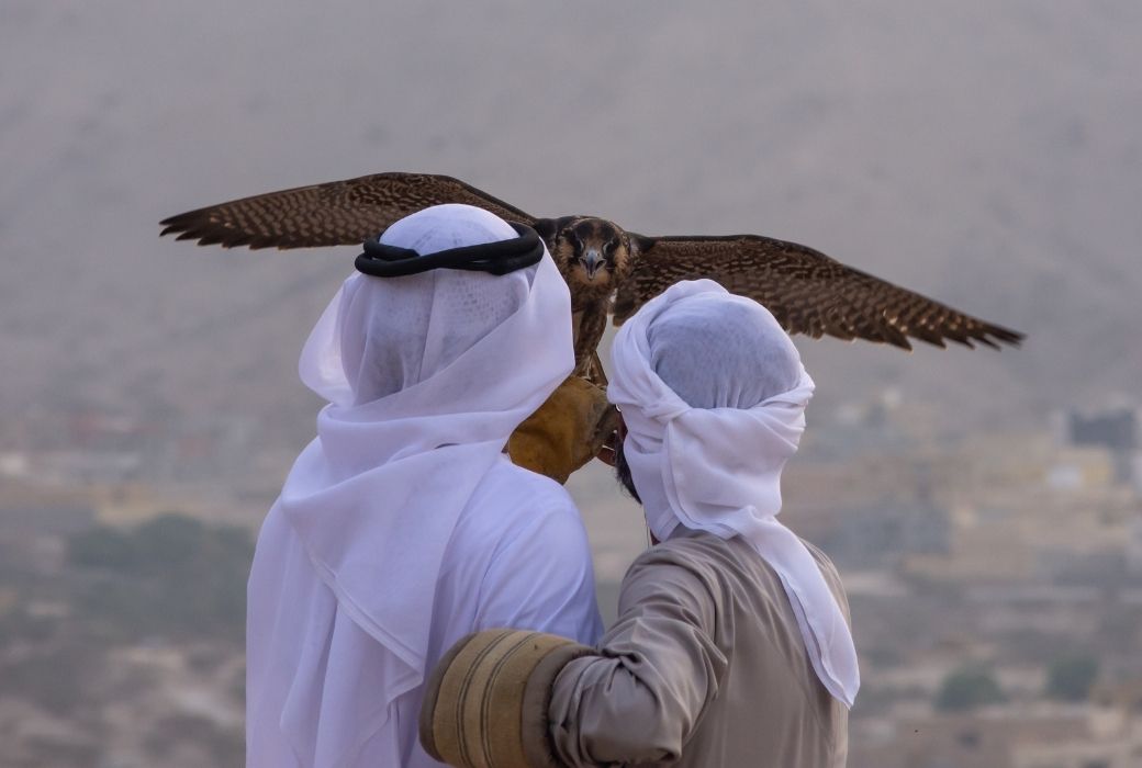 Falcony in the UAE
