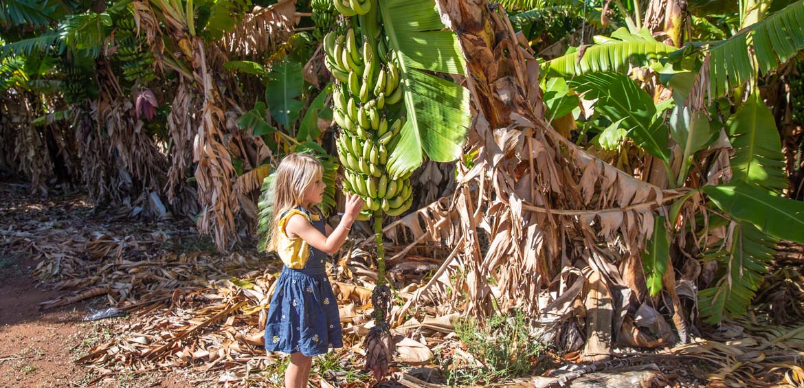 Bananas plantations in Carnarvon