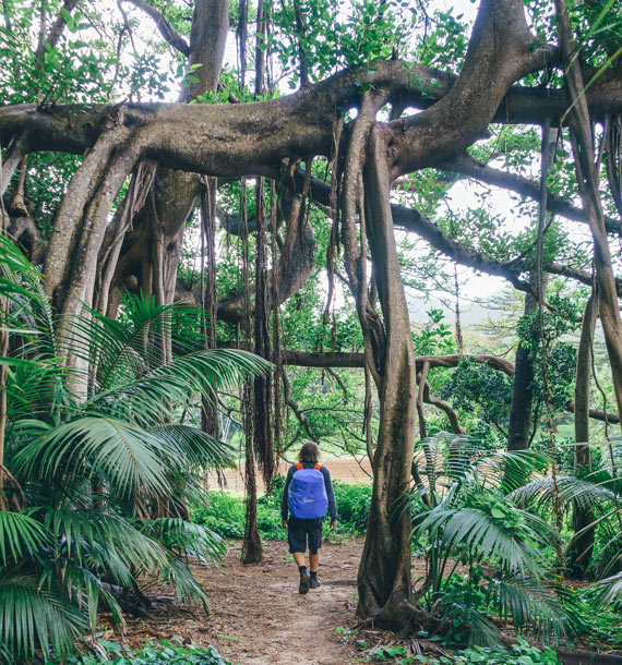 Banyan Track