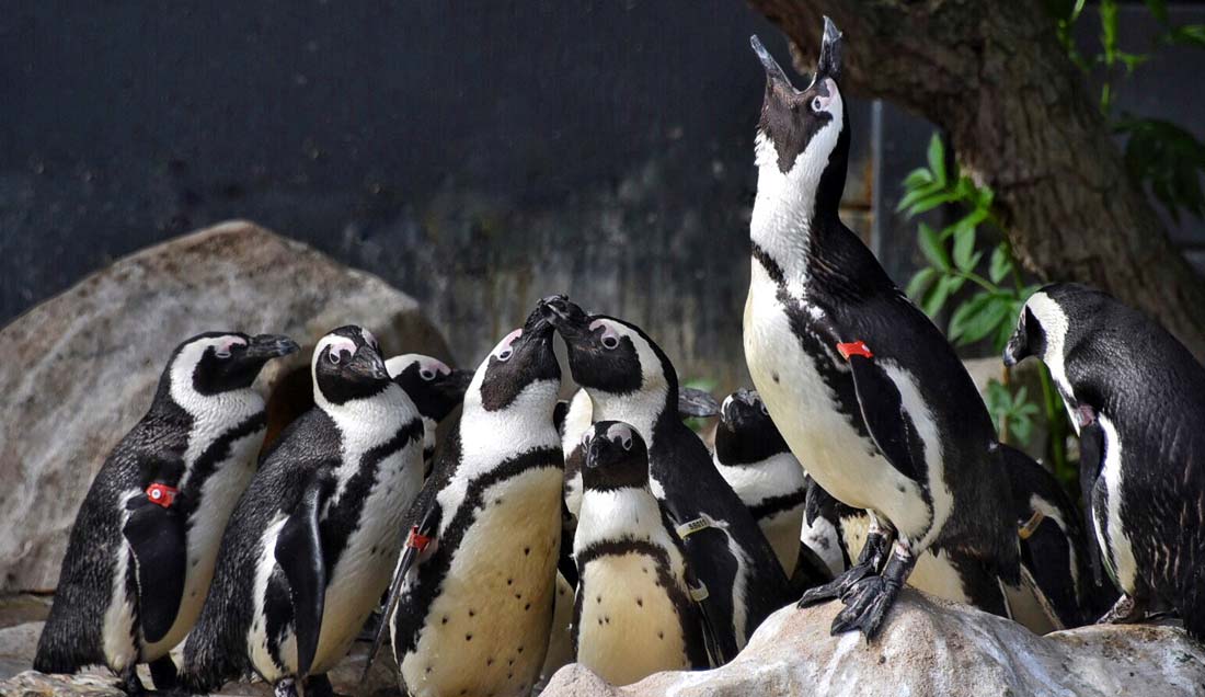The penguins treated at SANCCOB