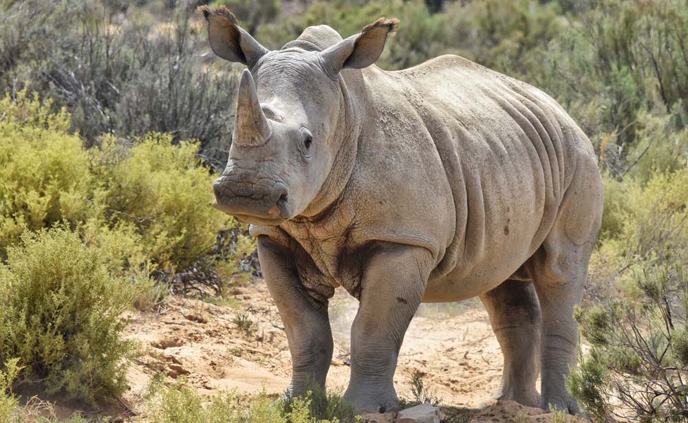 Rhino at Aquila Private Game Reserve