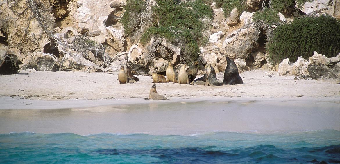 Australian Sea Lions (Neophoca cinerea), Jurien Bay