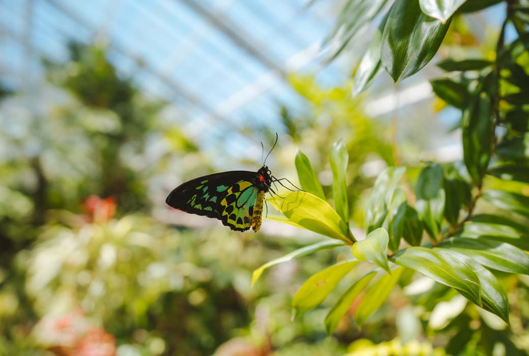 Beautiful butterflies at the Australian Butterfly Sanctua