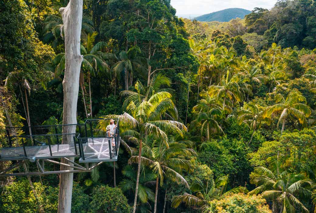 Tamborine Rainforest Skywalk