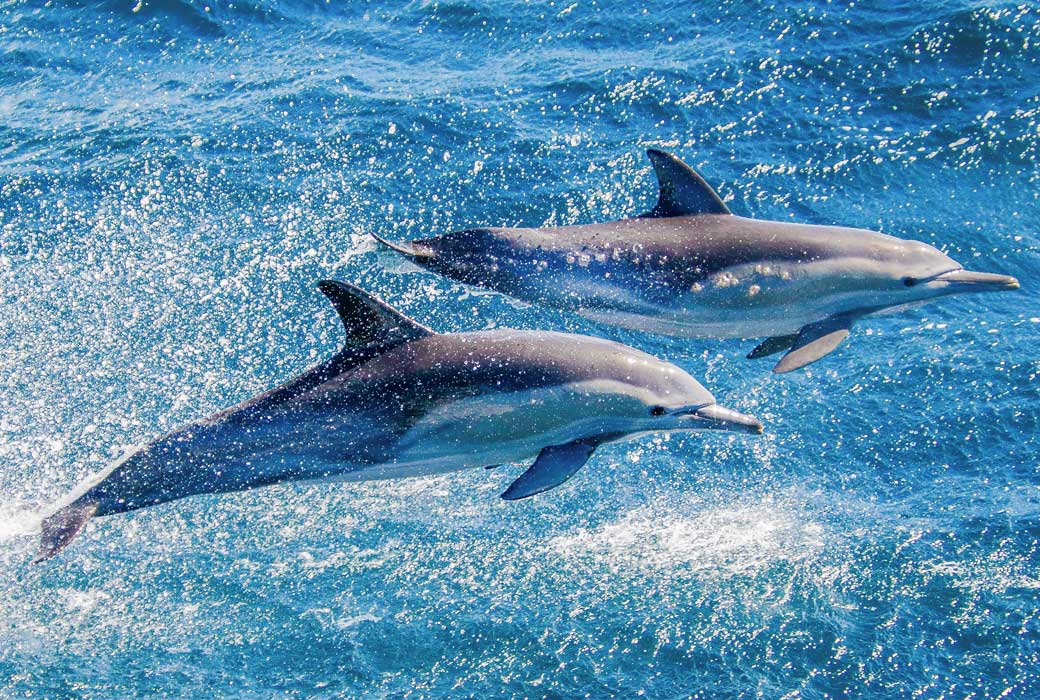 Bottlenose dolphins on the Gold Coast