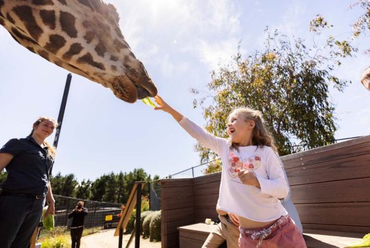 Giraffe feeding at National Zoo and Aquarium