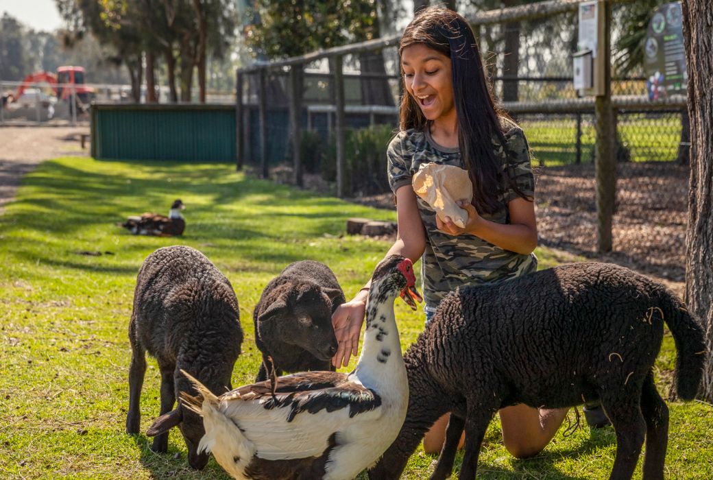 Child feeding animals in the farmyard nursery at Oakvale Wildlife Park, Salt Ash in Port Stephens.