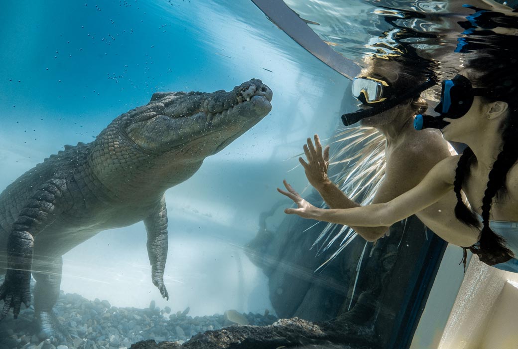 Swimming with The Salties at the CrocArena at Wildlife Habitat Port Douglas