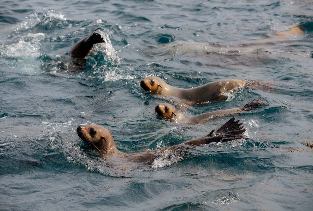 Spot seals in Wilsons Promontory with Pennicott Wilderness Journeys