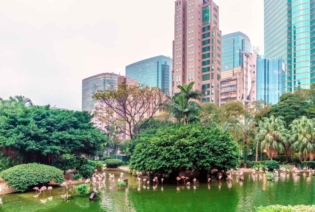 flamingoes kowloon paRK HONG KONG