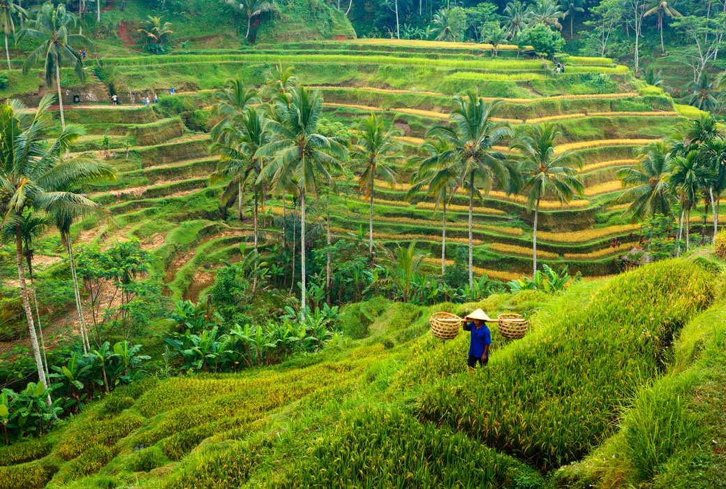 Rice field in Ubud, Bali