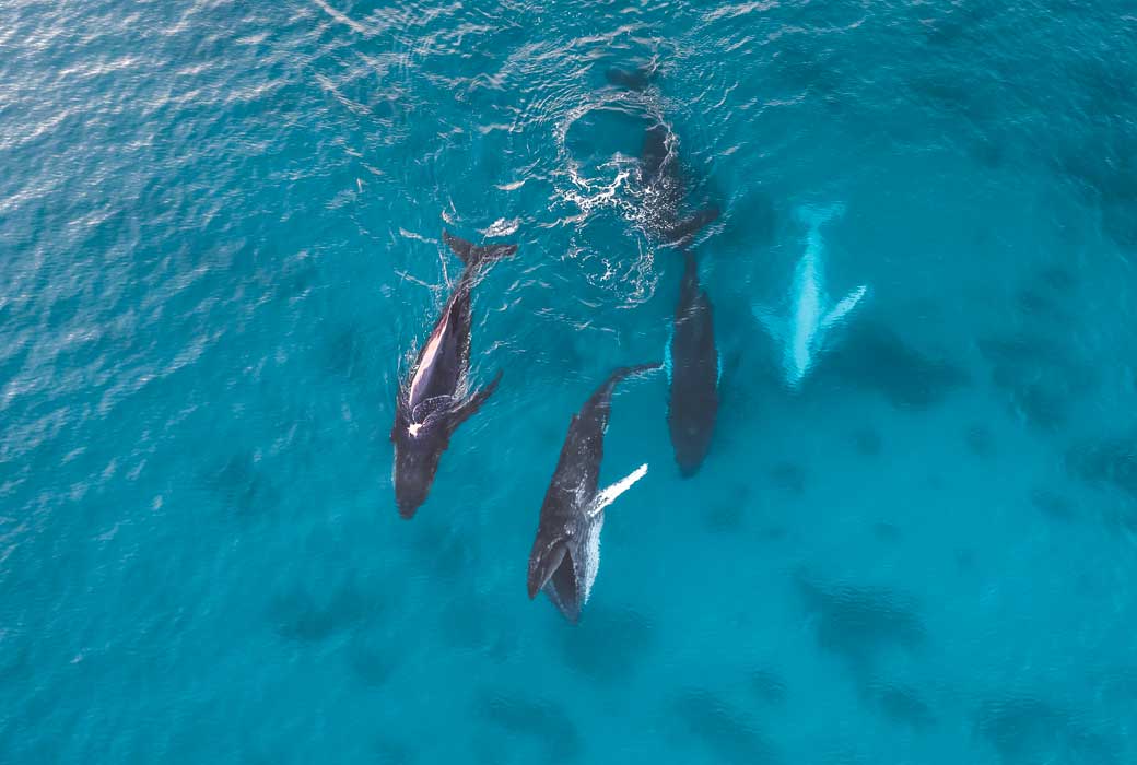 Whales swimming off the coast of Dunsborough