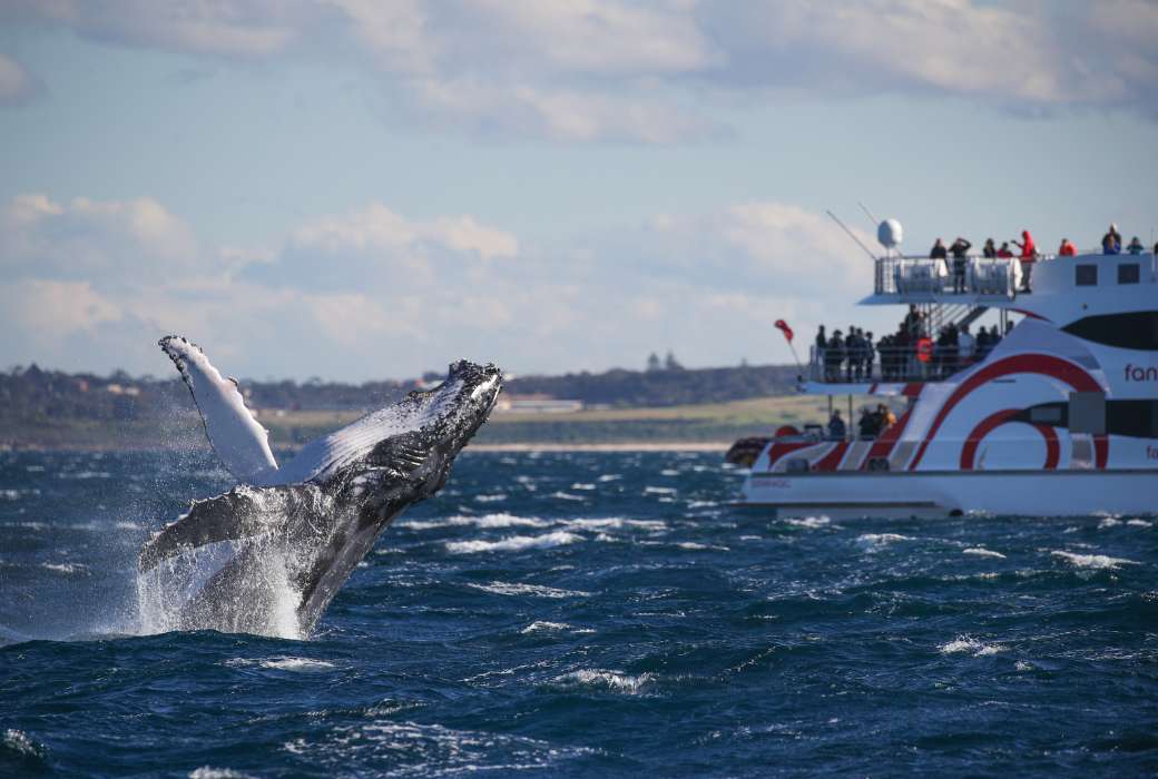 whale watching sydney