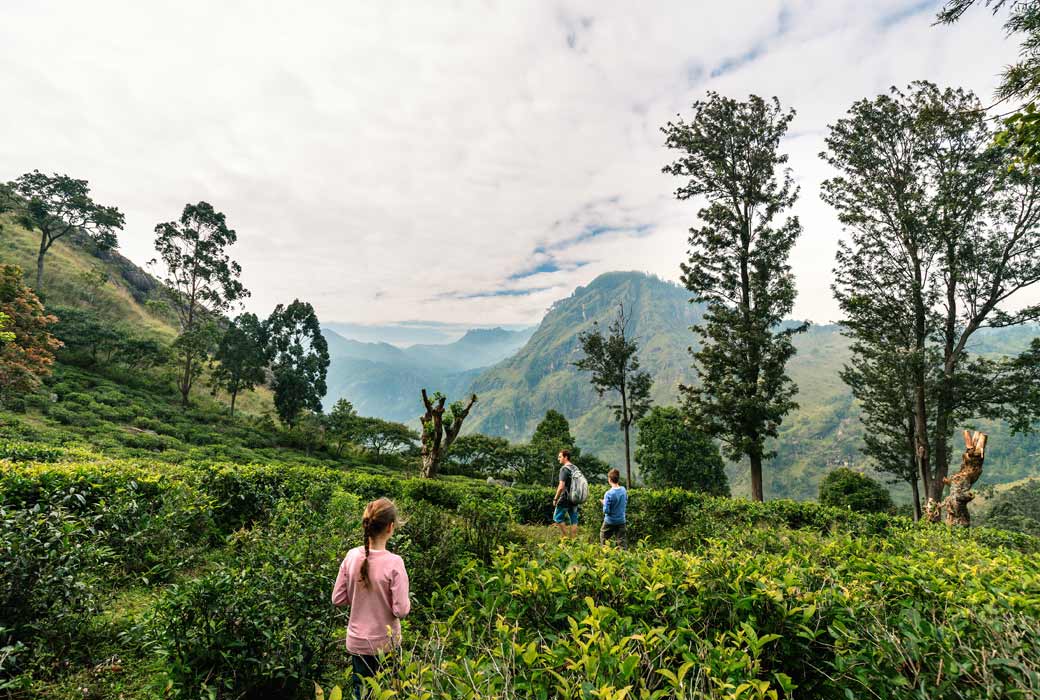 mountains and tea plantations in Ella Sri Lanka