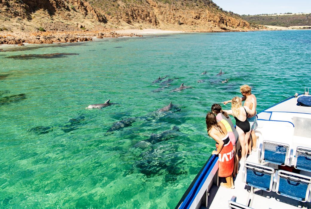 People watching dolphins from boat