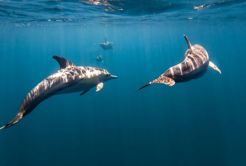 two dolphins swimming from behind