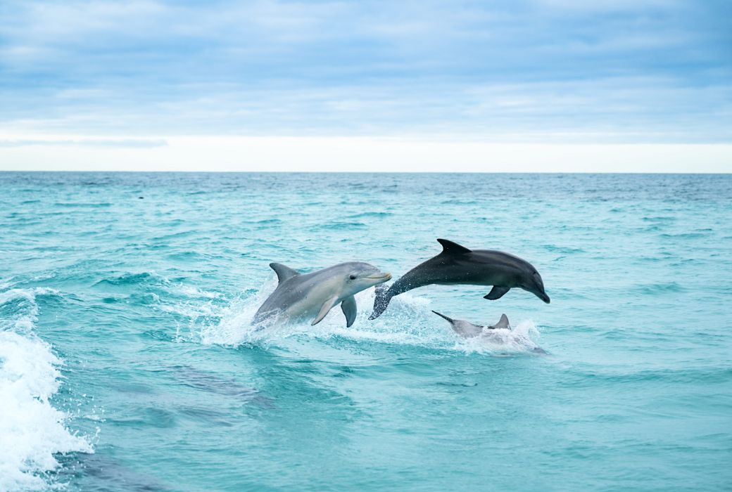 dolphins leaping out of water