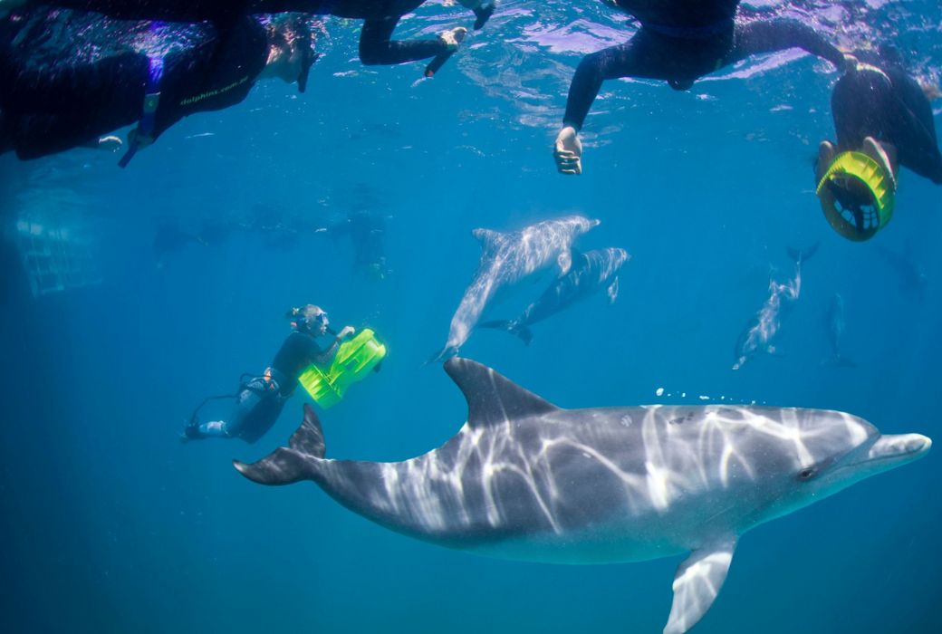 aqua scooter swim with dolphins