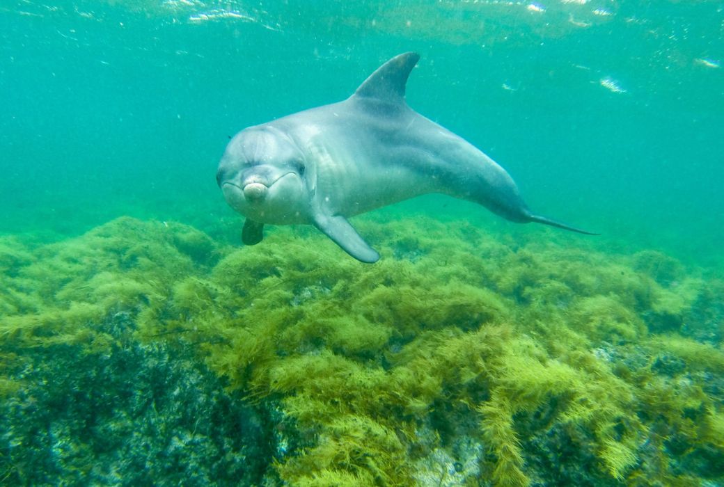 Dolphin looking at camera in South Australia
