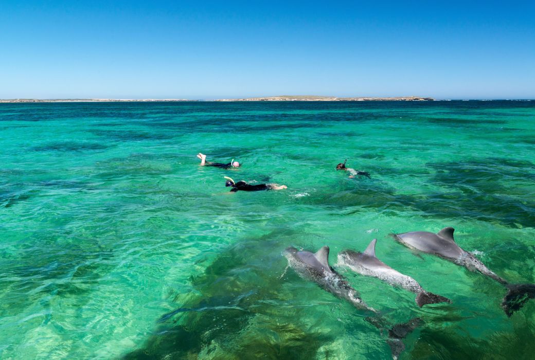 dolphins and snorkellers above water