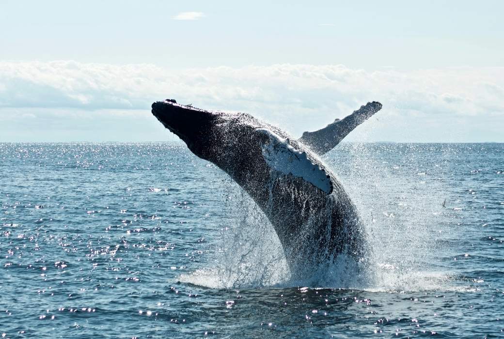 A humpback whale jumping out of the ocean