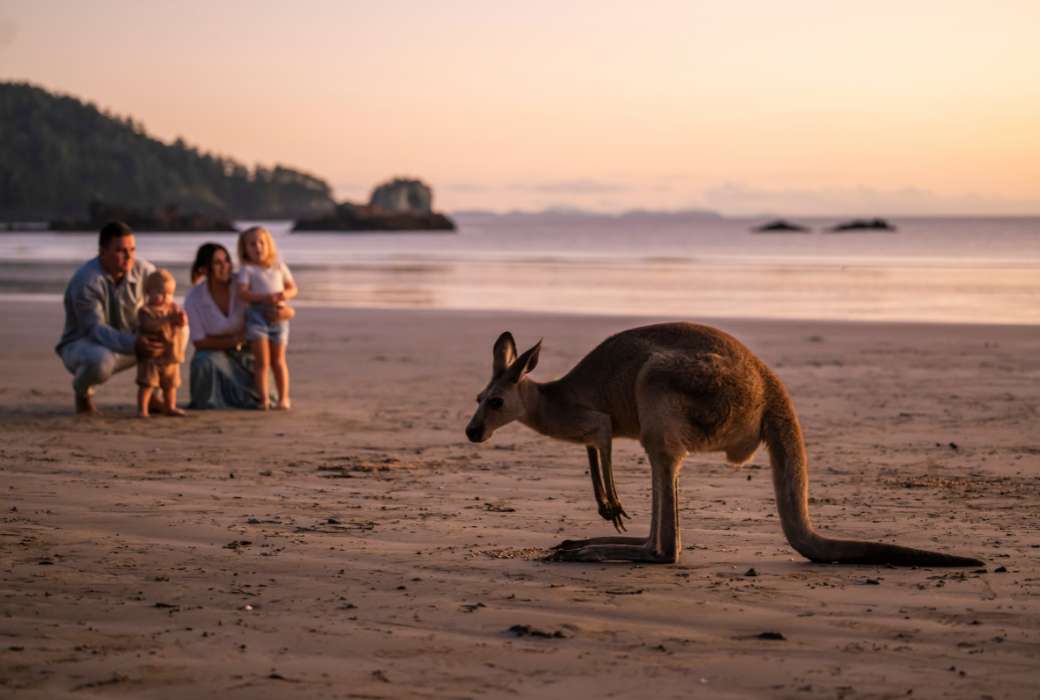 A family of four watching a kangaroo on the beach