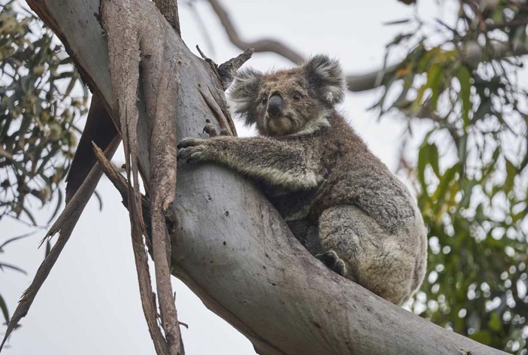 Koalas on the Kennett River Koala Walk