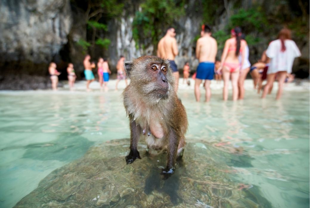 macaque at thailand monkey island
