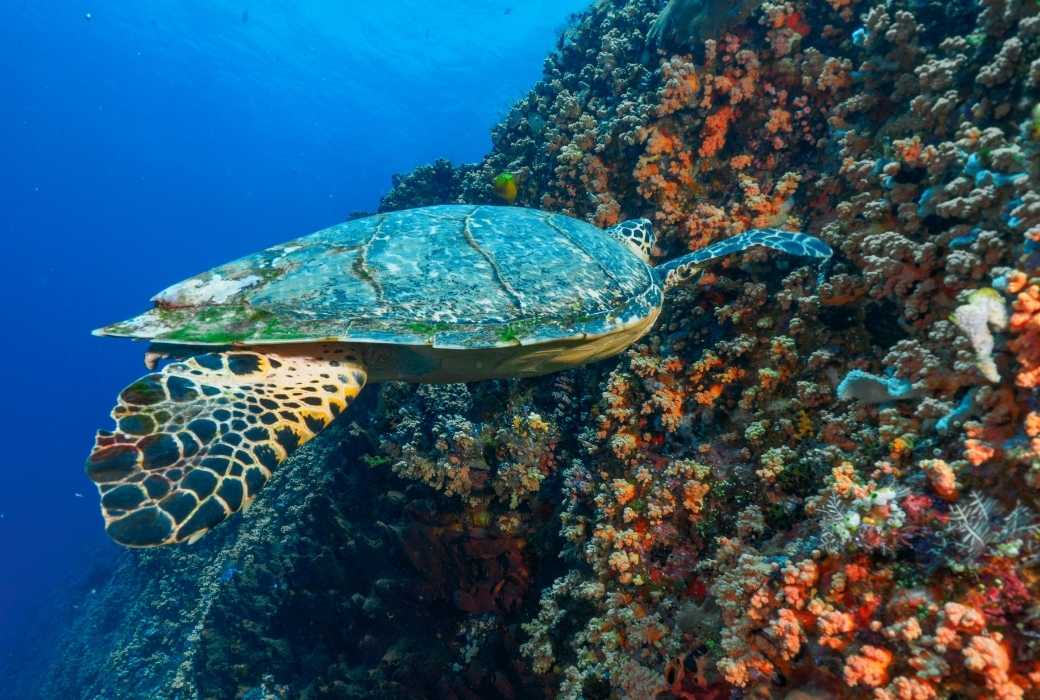hawkesbill turtle in nusa lembongan waters