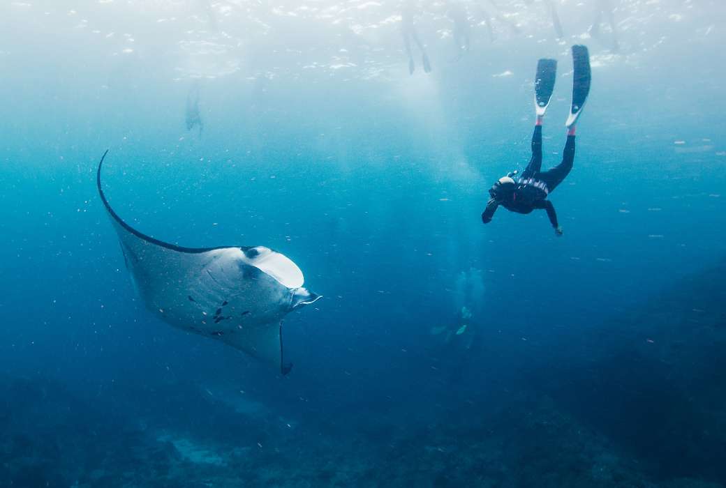 Manta ray in Nusa Penida