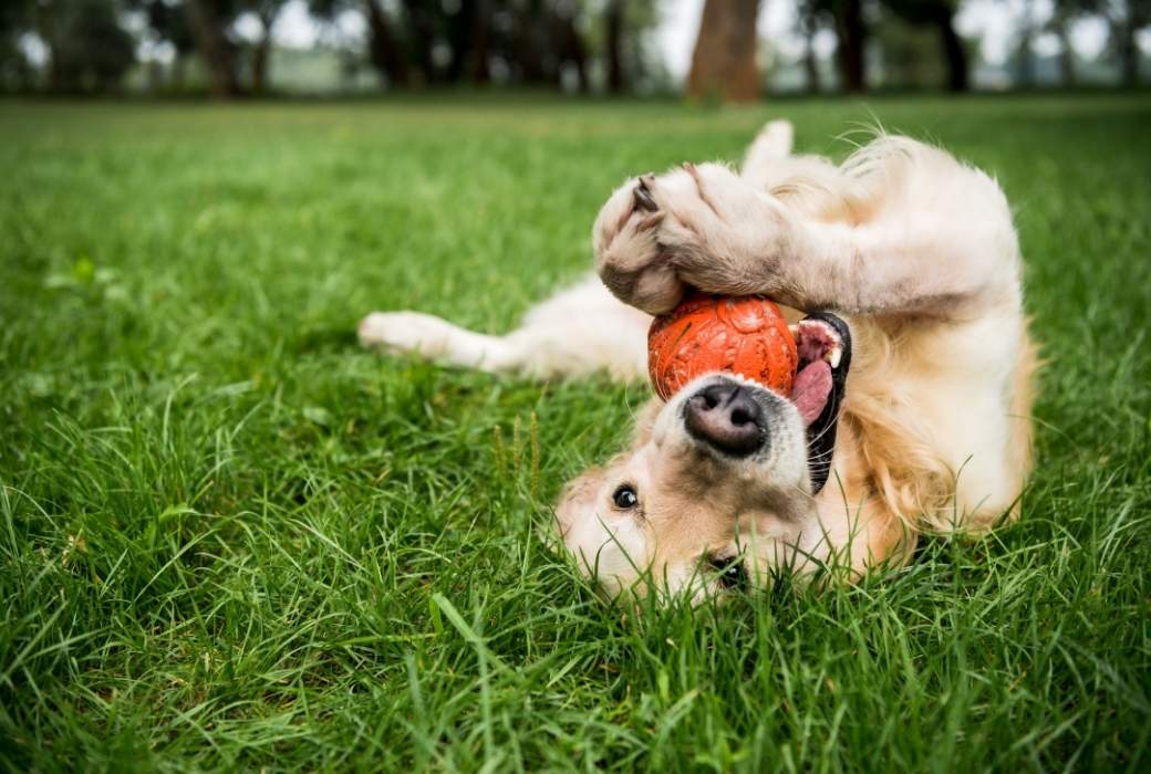 dog playing with orange ball in park