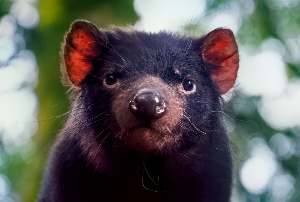 Tasmanian Devil