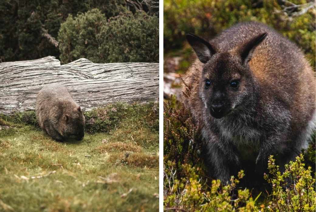 wombat and a pademelon at Cradle Mountain