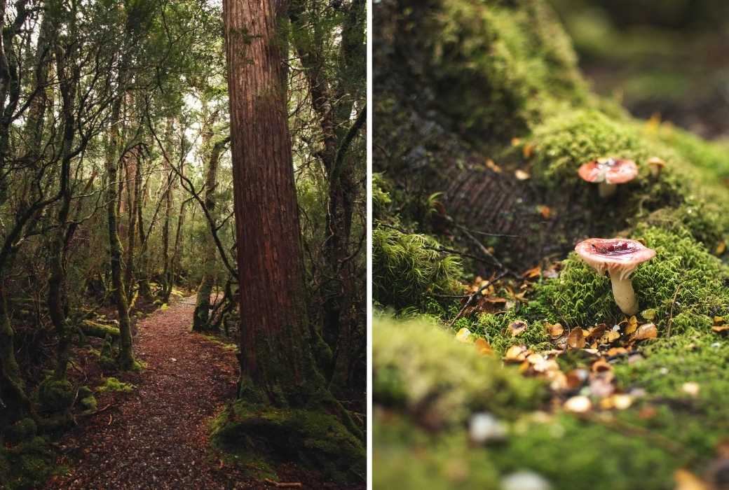 walking track at cradle mountain in tasmania